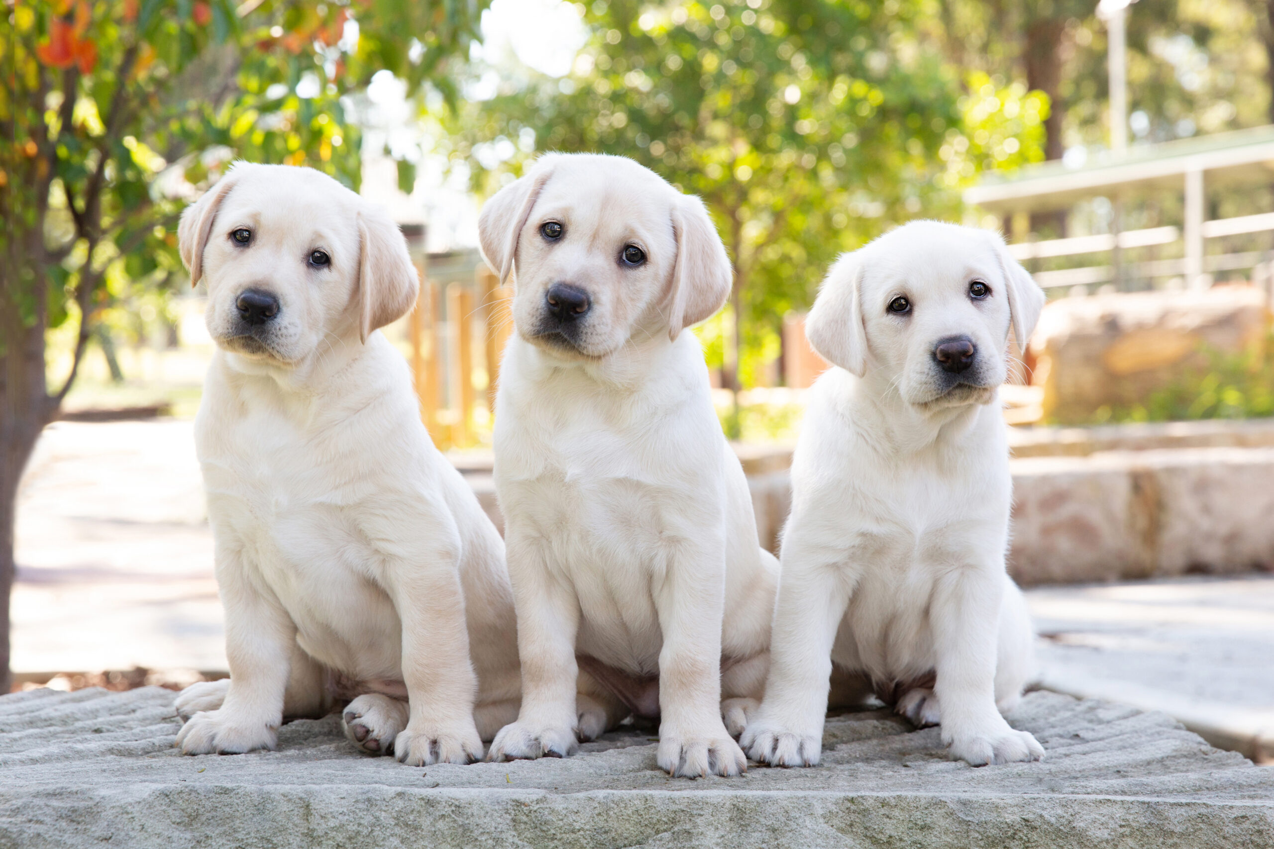 Annual Dogalogue Out Now!